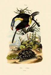 Tukane